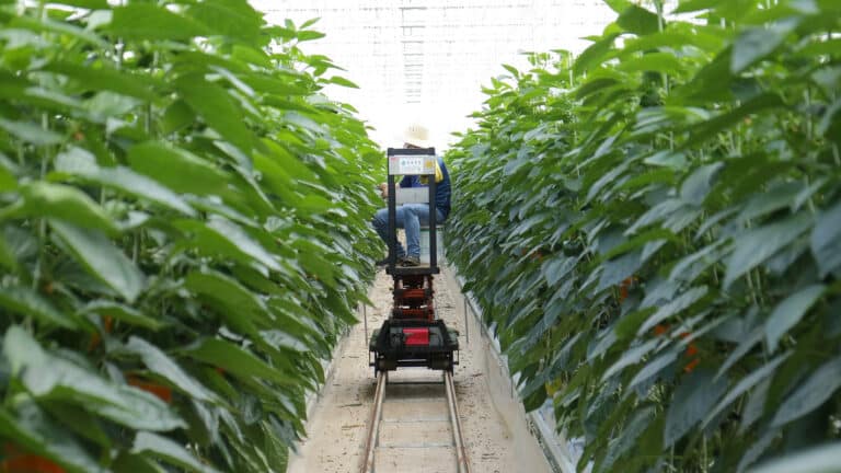 In Tyumen State University, solutions were found for operating «smart» farms.